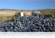 1. Szőlő és klíma konferencia Kőszegen (ápr. 24-25)