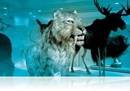 JÉGKORSZAK - Találkozzunk a jégmúltban (aug. 13)