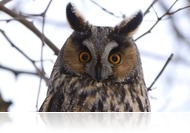 Megválasztották az év madarát és hüllőjét