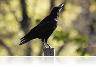 A holló is énekes madár, csak levelezőn végzett