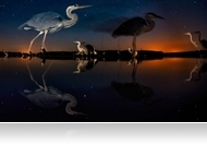 Magyar természetfotós nyerte a BBC világversenyének egyik kategóriáját