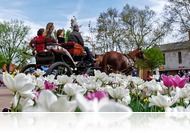 Itt a Tavaszköszöntő Tulipán Fesztivál 2018 részletes programja (ápr. 20-22.)