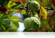 A velemi Gesztenyeünnep részletes programja (okt. 10-11)