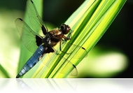 Hőségriadó ellen - Madár bícs és rovar plázs