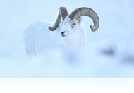 Kiosztották a IX. Nemzetközi Természet és Környezetvédelmi Filmfesztivál díjait