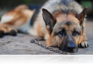 Péntektől tilos láncon tartani a kutyát