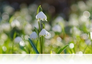 A tavasz első lehelete - Teljes pompában virít a csáfordi Tőzike Tanösvény