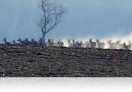 Közel 100 gímszarvas porzott el Kisunyom határában (videó)