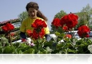 Fellépők jelentkezését várják a 7. Herényi Virágútra