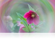 Tavasz a Szelestei Arborétumban egy speciális prizmán keresztül