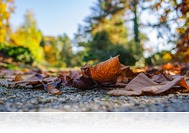 Lenyűgöző színekkel támad az ősz a Kámoni Arborétumban