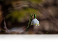 Korlátok közt sétáltunk a csáfordi Tőzike Tanösvényen