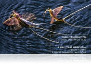 XXV. Nemzetközi–Magyar Fotószalon az AGORA–MSH-ban (jan. 28.)