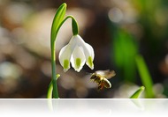 Így tart nyitva a Kámoni Arborétum az ünnepek alatt
