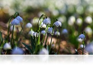 Tobzódj a tavaszban! - Ilyen a csáfordi tőziketenger