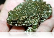 Akár saját udvarunkon is találkozhatunk az év kétéltűjével