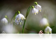 Ismét látogatható a csáfordi tőzikés erdő