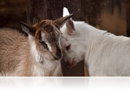 Tavaszkezdet a Budakeszi Vadasparkban: új jövevények és ébredező természet