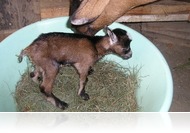 Csupafül, aki élni akart, és ezt minden percben értésünkre adta