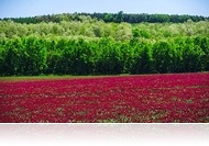 Csodálatos látvány a virágzó bíborhere mező