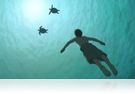 Az élet filmje - A vörös teknős