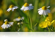 Tavaszutó-nyárelő - színorgia az arborétumban és a réteken