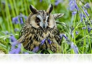 Mi legyen az Év Madara 2020-ban? – Elindult a szavazás