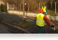 Közlemény - A fák metszése Szombathelyen