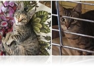 Kommandósok dolgoznak Sárváron