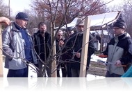 Gyűjtik az oltóvesszőt! - Még Szlovákiából is érkeztek az őshonos fajták miatt