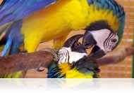 Jákó, Sándor, ara, avagy papagájok minden mennyiségben - Díszmadár kiállítás a Kámoni Arborétumban (fotóriport)