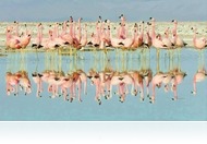 Őszi vasárnapok David Attenborough társaságában