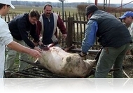 Disznóölés torkos csütörtökön a Koczán-háznál