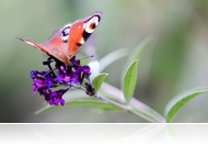 Hétköznapi szépségek: ha ezt nézed, megnyugszol (fotóriport)