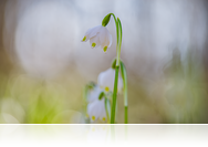 Dobogó-erdő, a vasi tőzikekirály 