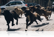 Magyarország a Fehér Isten című filmet nevezi Oscar-díjra