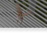 Pad-helyzet - feketén-fehéren Szombathely padjairól