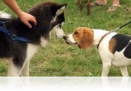 Egy nap a kedvenceinkért - örökbefogadó nap a SIC-ben