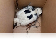 Sárvári természetbarátok: gólyagyűrűzésből gólyamentés (fotósorozattal)